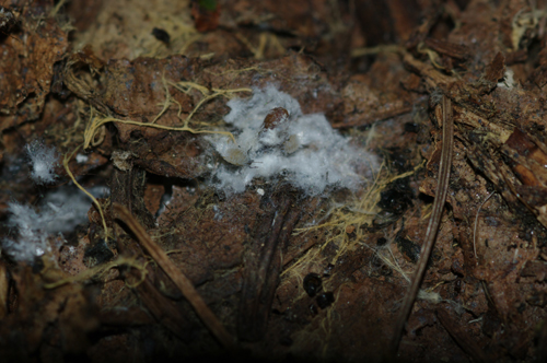 Afidi (Eriosomatinae) nel terreno